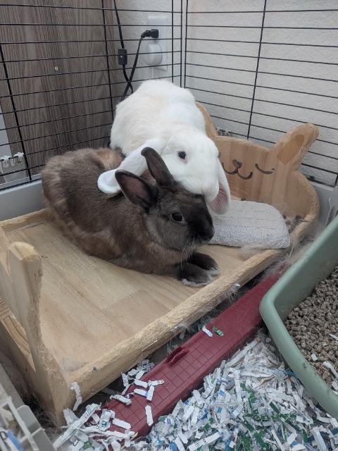 Enlarge ***Courtesy Post*** Pumpkin and Brownie, a Adoptable Lop Eared in Pflugerville, TX image 1/3