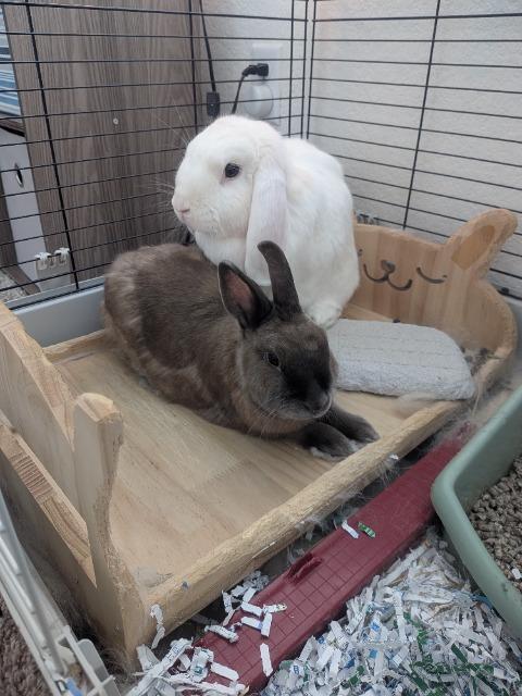 Enlarge ***Courtesy Post*** Pumpkin and Brownie, a Adoptable Lop Eared in Pflugerville, TX image 2/3