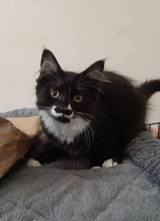 Enlarge Heidi, a Adoptable Domestic Medium Hair in Henrico, VA image 2/2