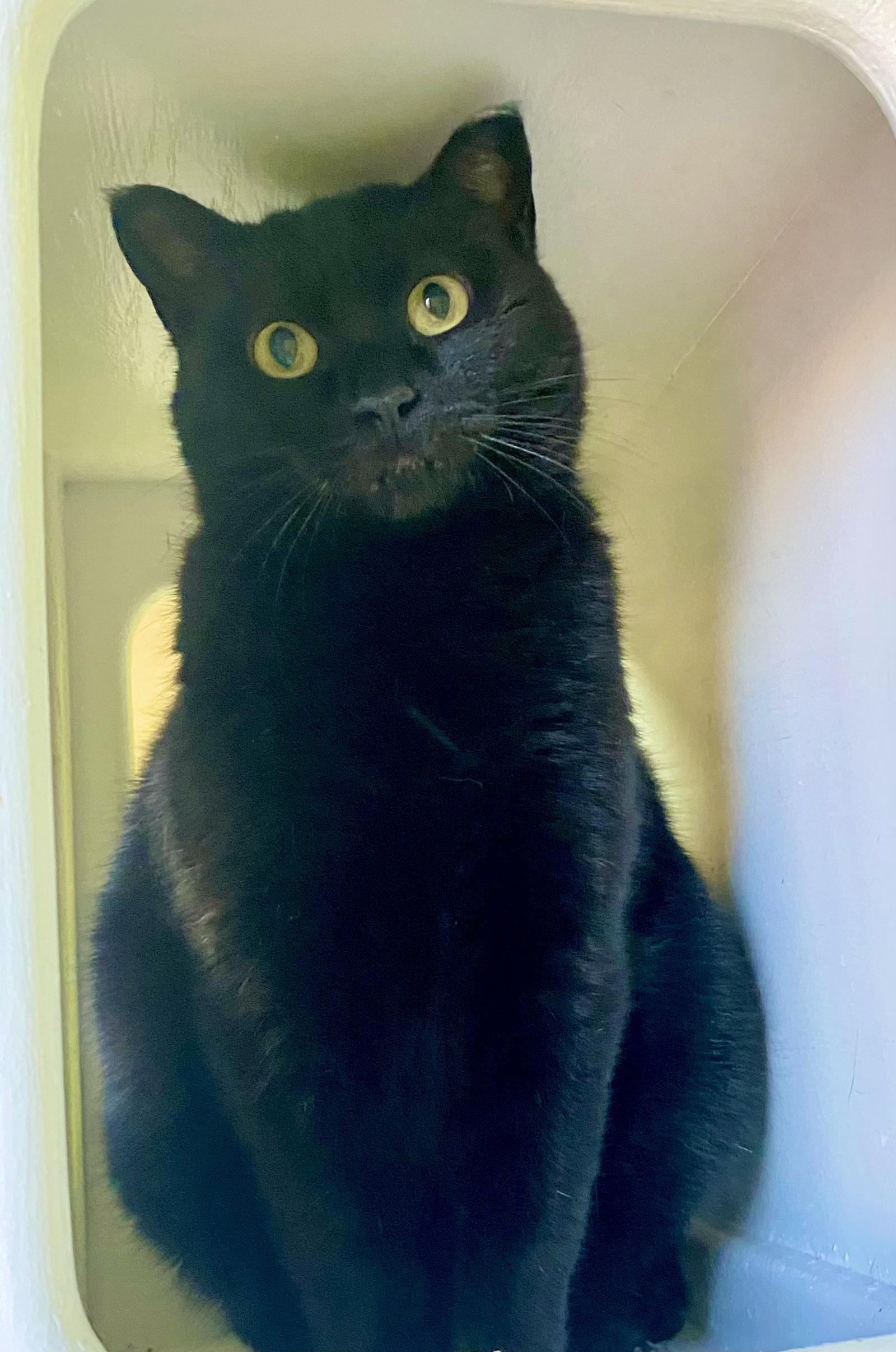 Enlarge Effie, a Adoptable Domestic Short Hair in Fargo, ND image 1/2