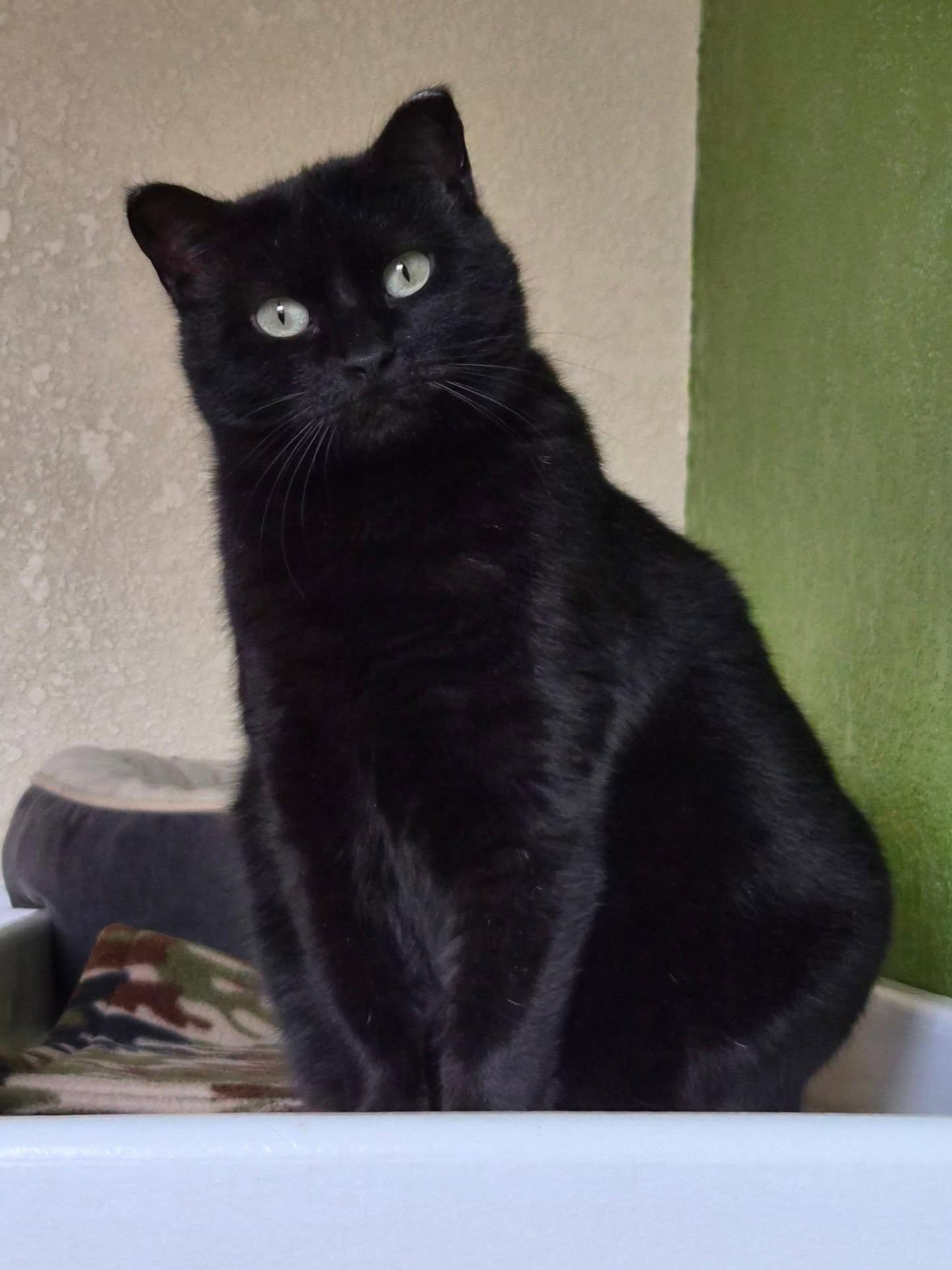 Enlarge Effie, a Adoptable Domestic Short Hair in Fargo, ND image 2/2