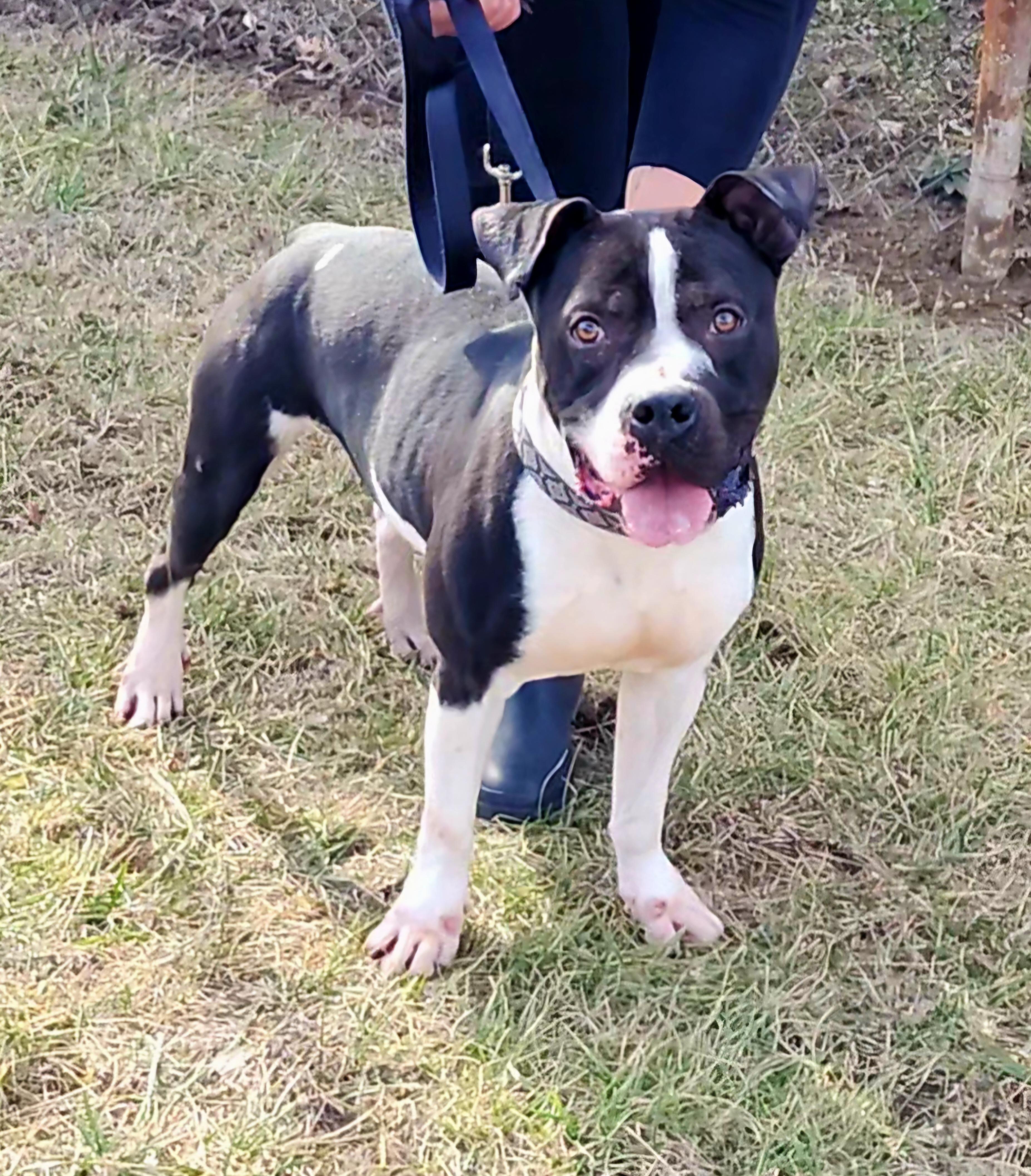 Dice, a Adoptable Pit Bull Terrier in Perth Amboy, NJ image 2/4