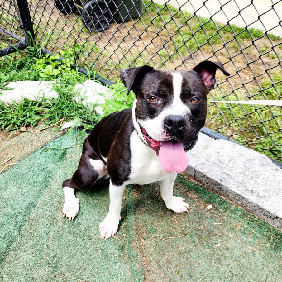 Dice, a Adoptable Pit Bull Terrier in Perth Amboy, NJ image 3/4