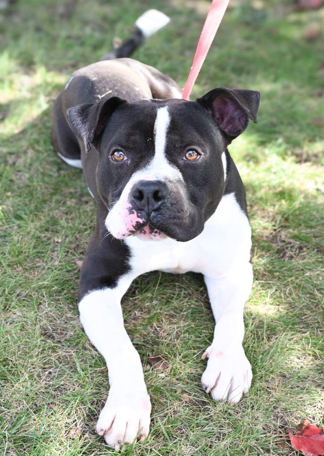 Dice, a Adoptable Pit Bull Terrier in Perth Amboy, NJ image 1/4