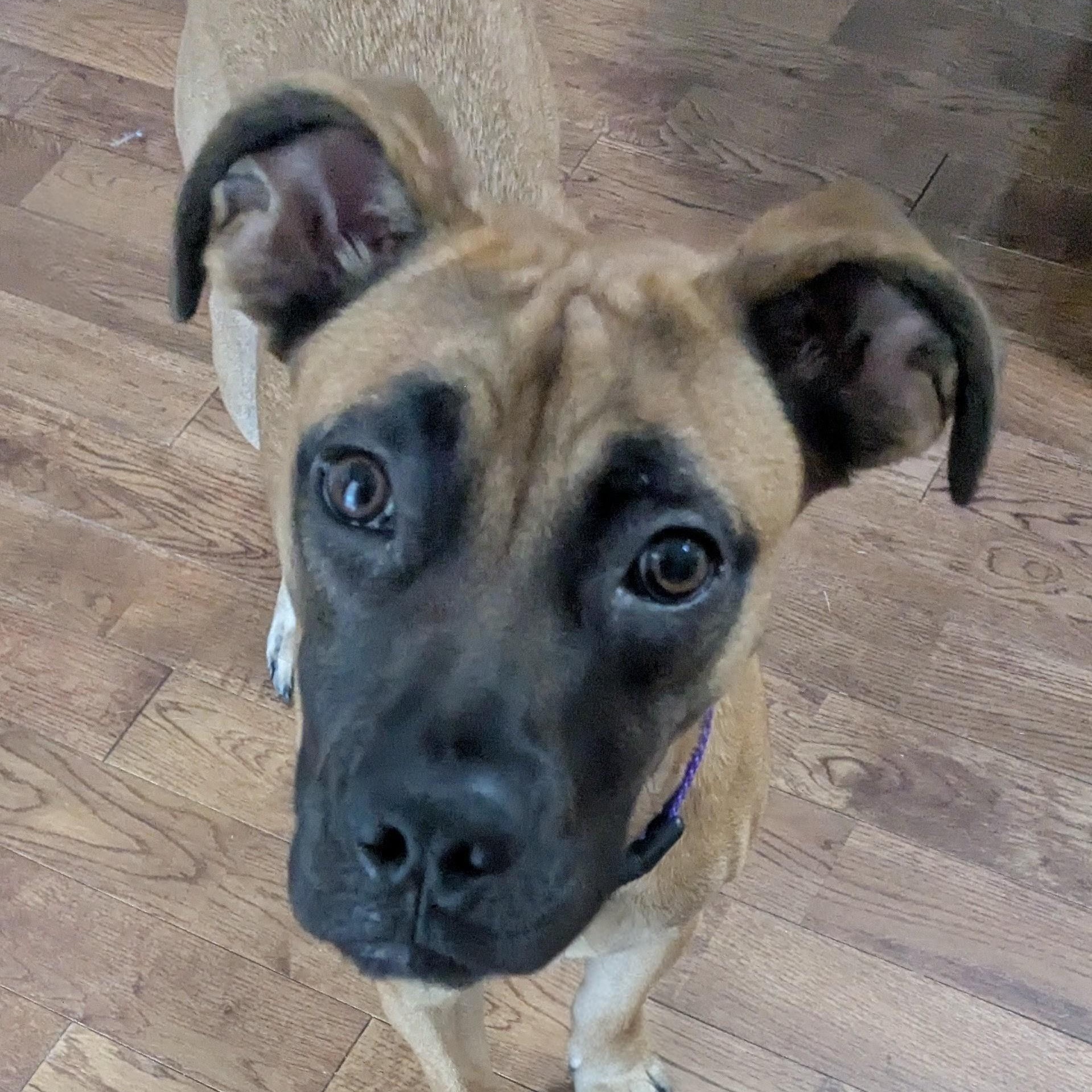 Mocha — thumbnail 4