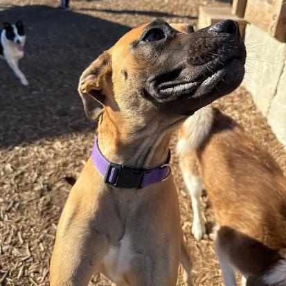 Mocha — thumbnail 5