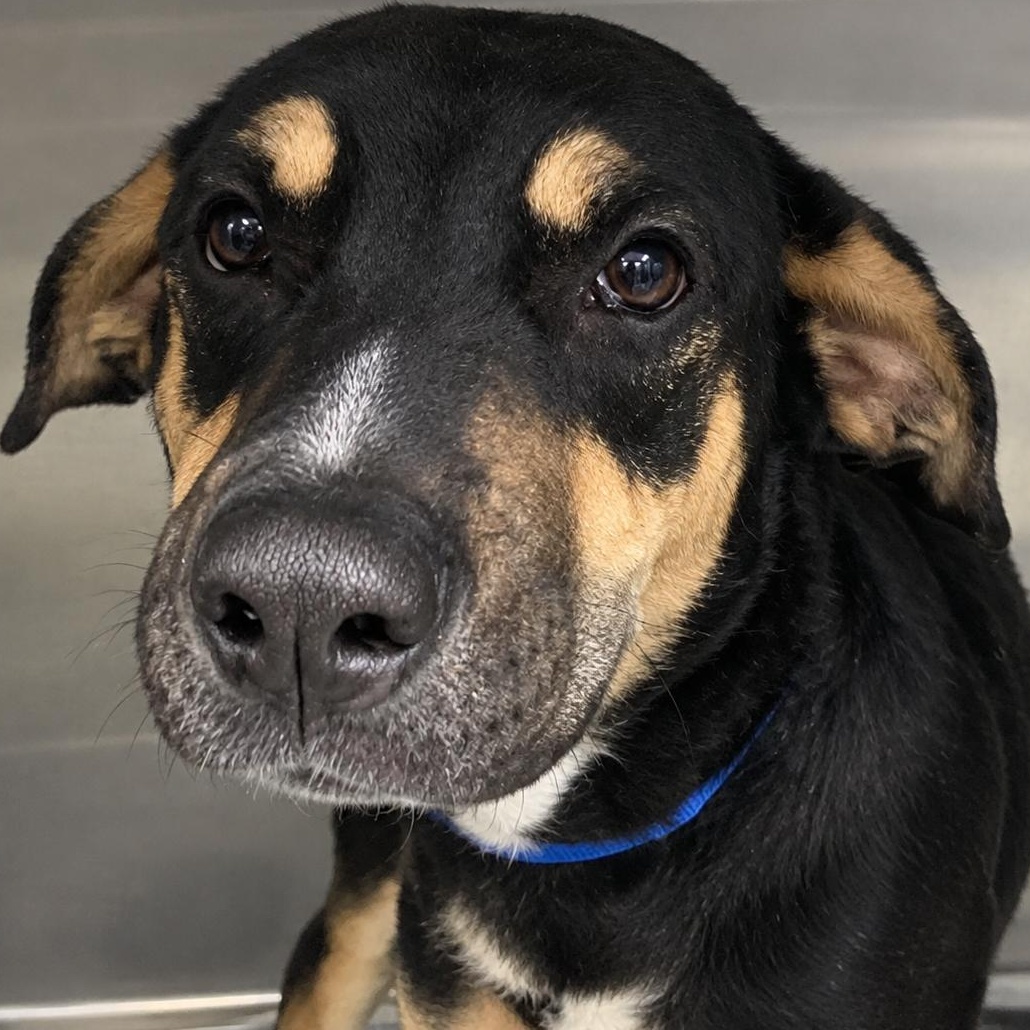 Enlarge Leo, a Adoptable mixed breed in Parma, OH image 1/1