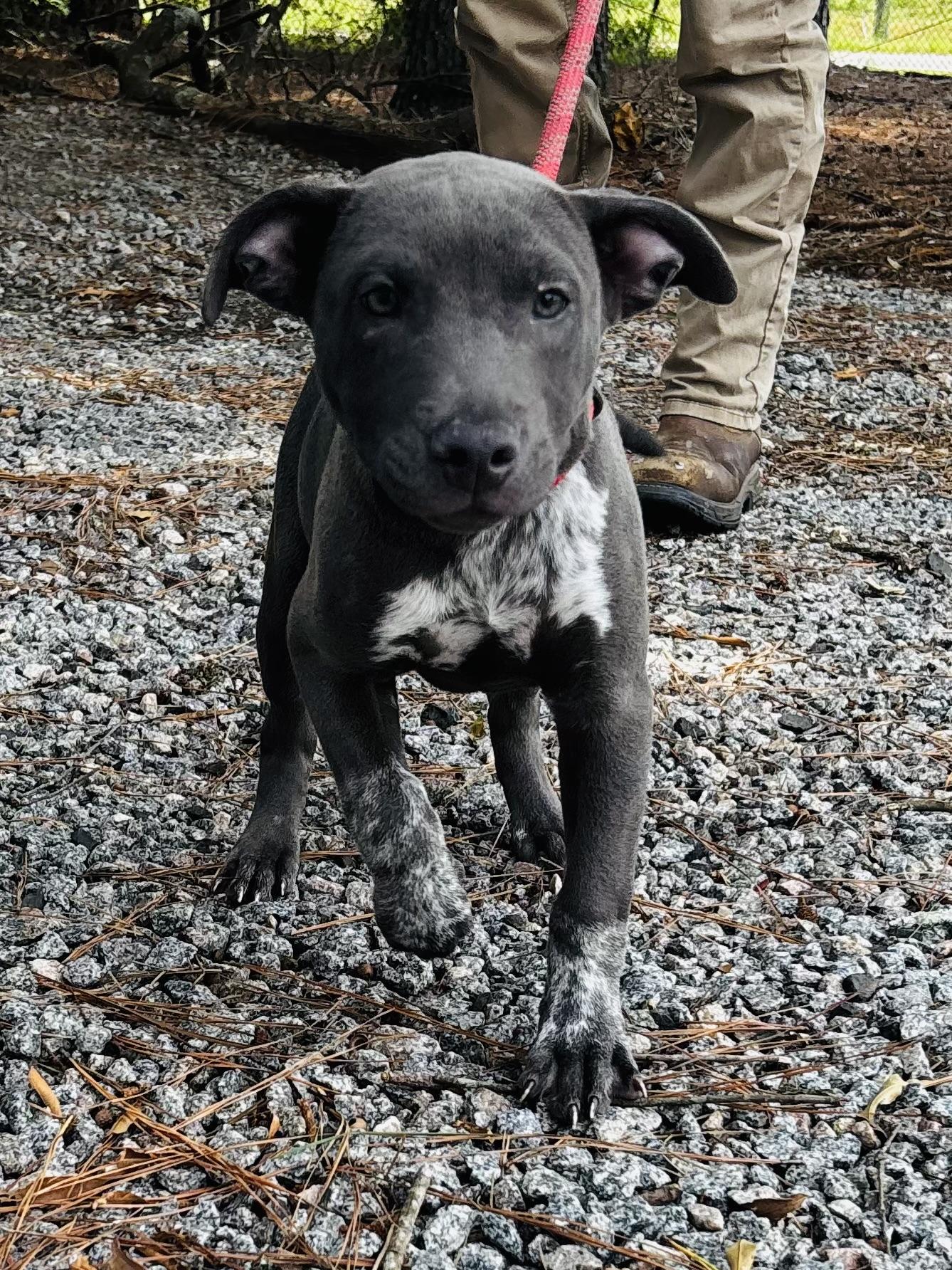 JAX, (brother of Max) just a 3 mths old baby, sweetest little puppy, an adopted mixed breed in Danbury, CT image 2/2