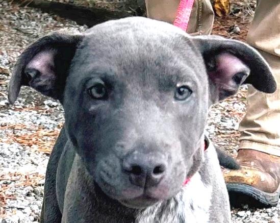 JAX, (brother of Max) just a 3 mths old baby, sweetest little puppy, adopted, Puppy Male Australian Cattle Dog / Blue Heeler & American Bully.