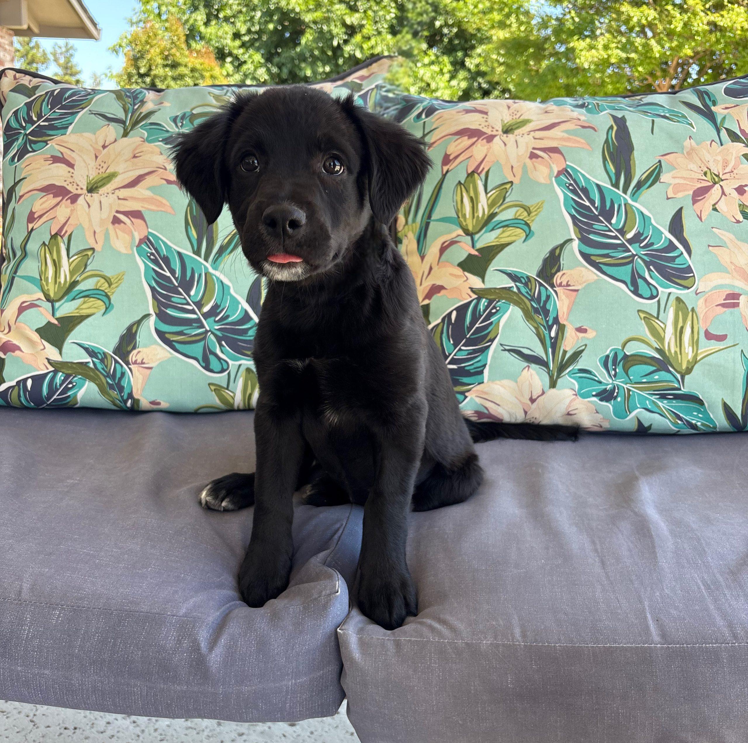 Enlarge Sunny, a Adoptable mixed breed in Lathrop, CA image 1/1