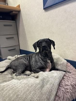 Thea Lynn, Adoptable, Senior Female Cocker Spaniel & Poodle.