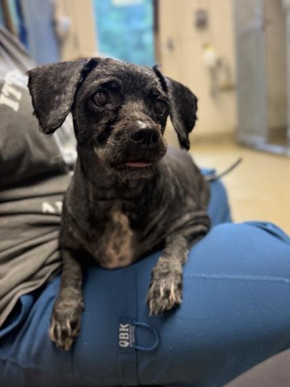 Enlarge Thea Lynn, a Adoptable mixed breed in King William, VA image 3/3