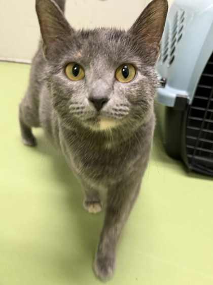 Stardew Valley thumbnail 2