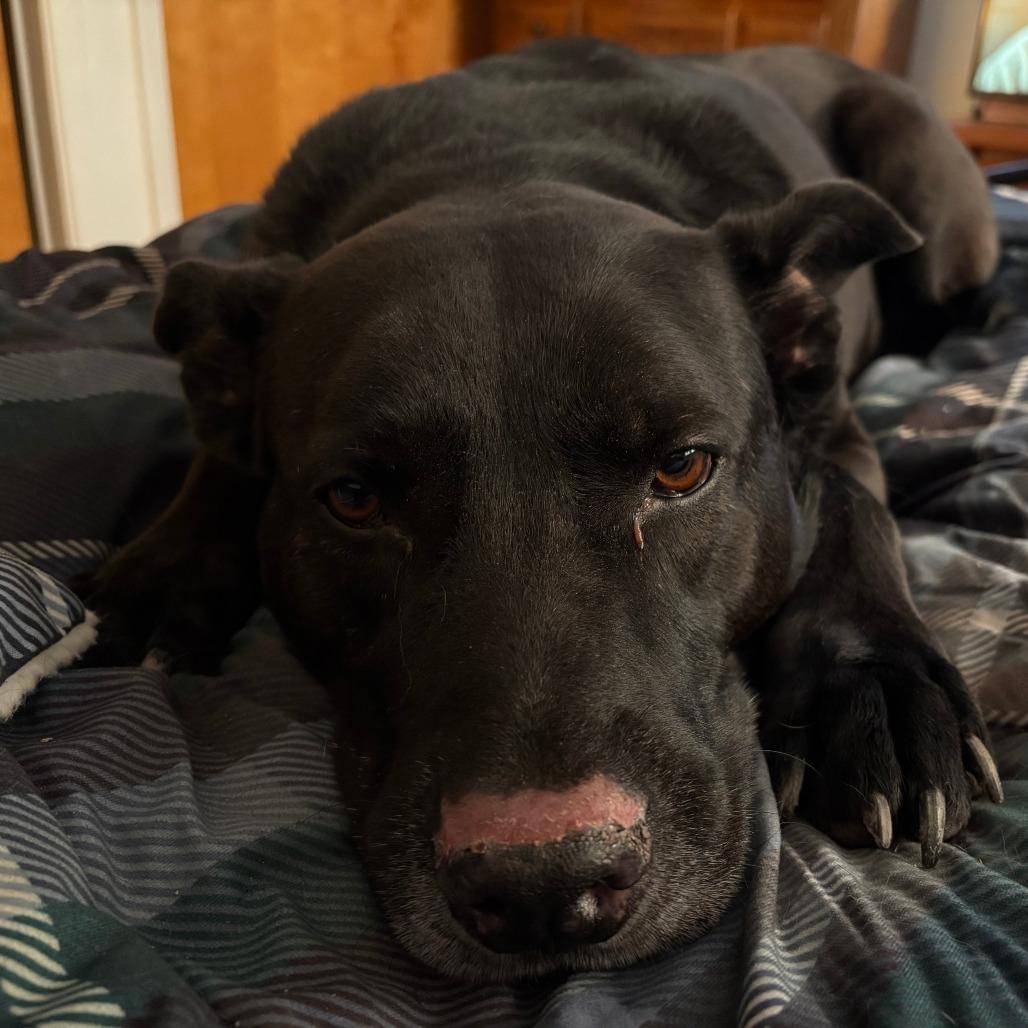 Enlarge Zeus, a Adoptable mixed breed in Murray, UT image 1/4