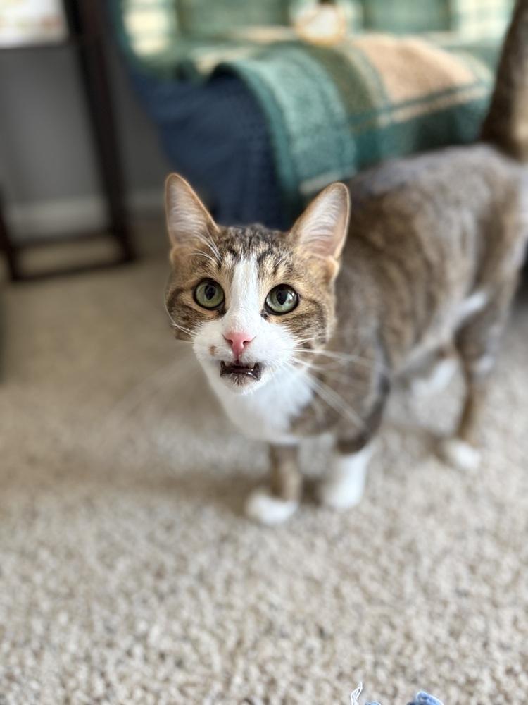 Oreo, Adoptable, Young Male Domestic Short Hair.