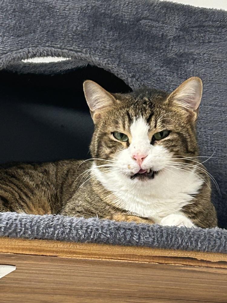 Enlarge Oreo, a Adoptable Domestic Short Hair in Harpers Ferry, WV image 2/2