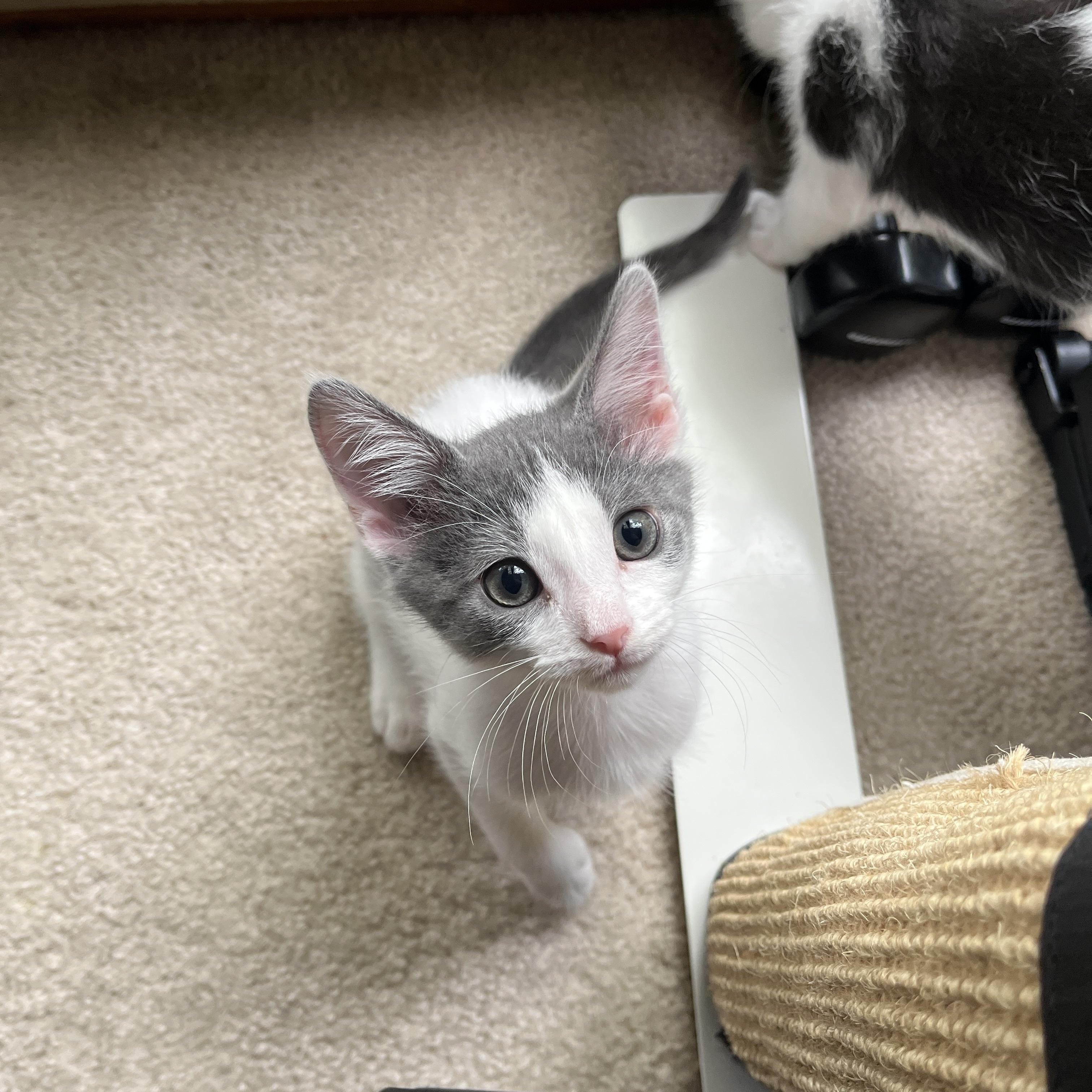 Enlarge Tommy, a ADOPTABLE Domestic Short Hair in Columbus, OH image 1/5
