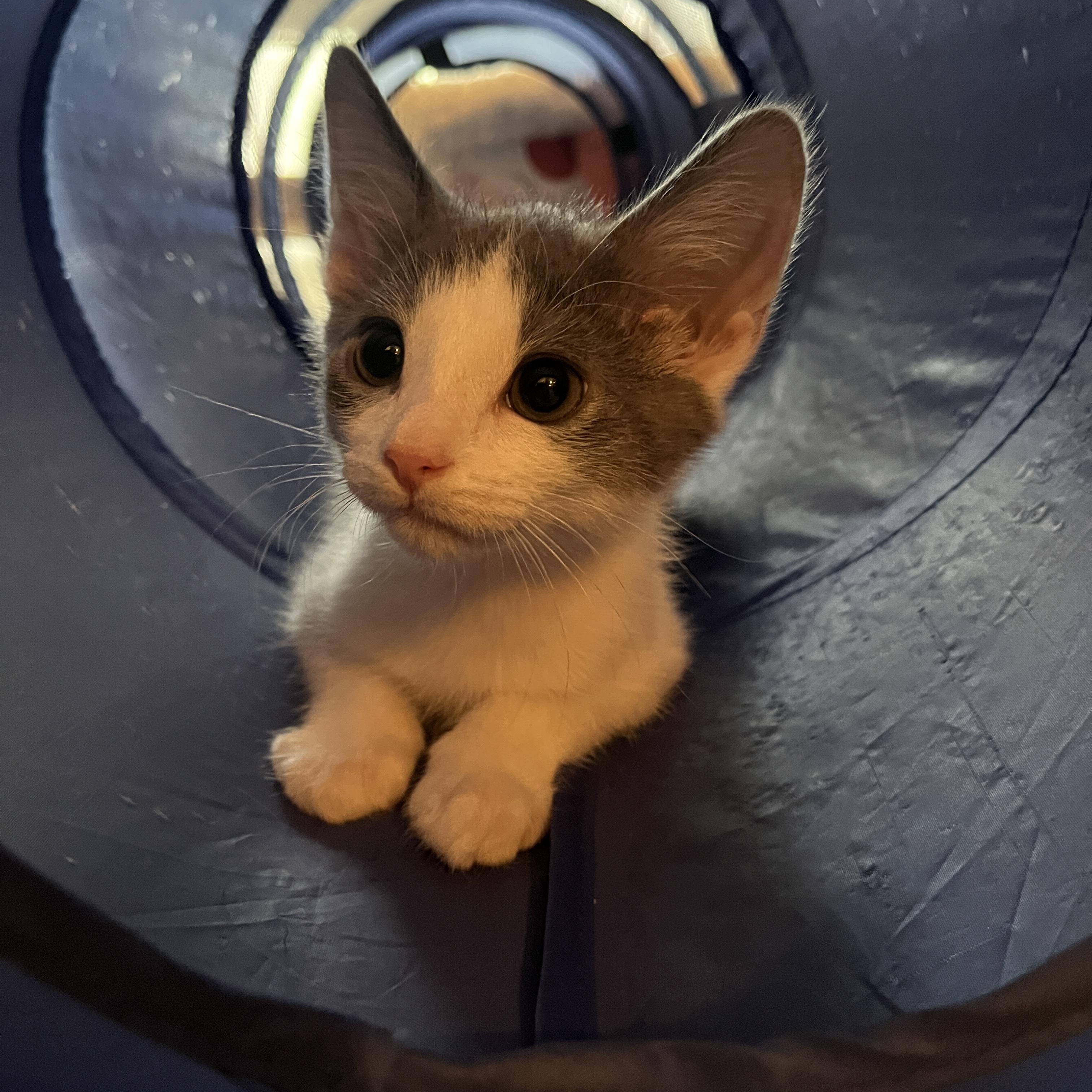 Enlarge Tommy, a ADOPTABLE Domestic Short Hair in Columbus, OH image 2/5