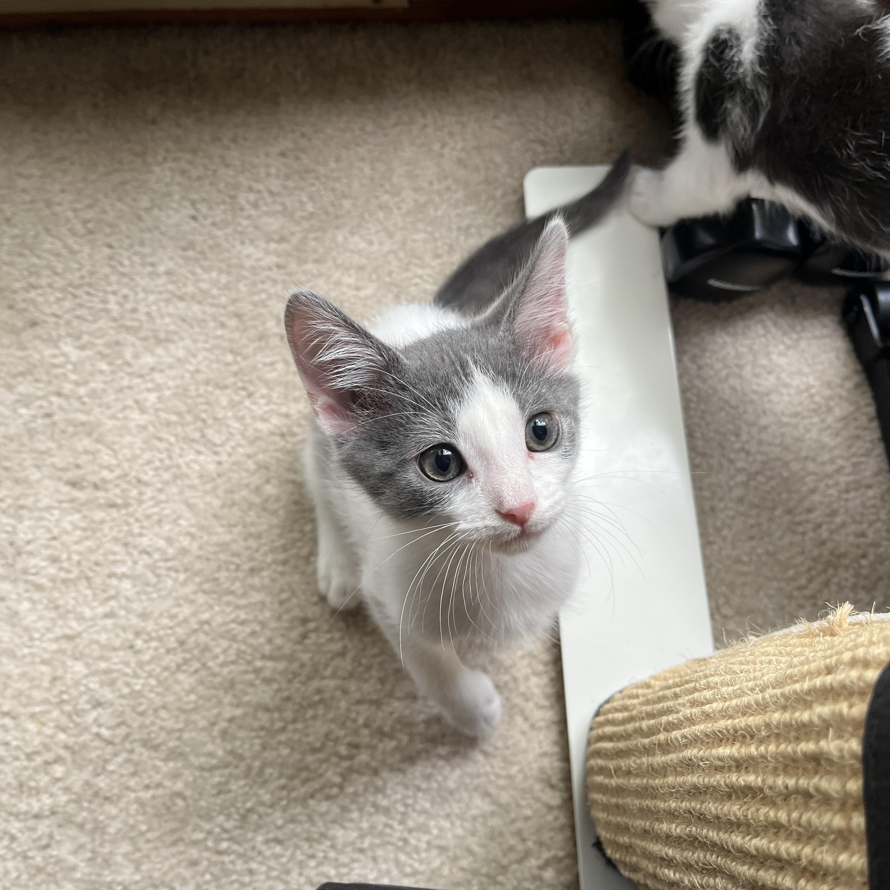 Enlarge Tommy, a ADOPTABLE Domestic Short Hair in Columbus, OH image 3/5