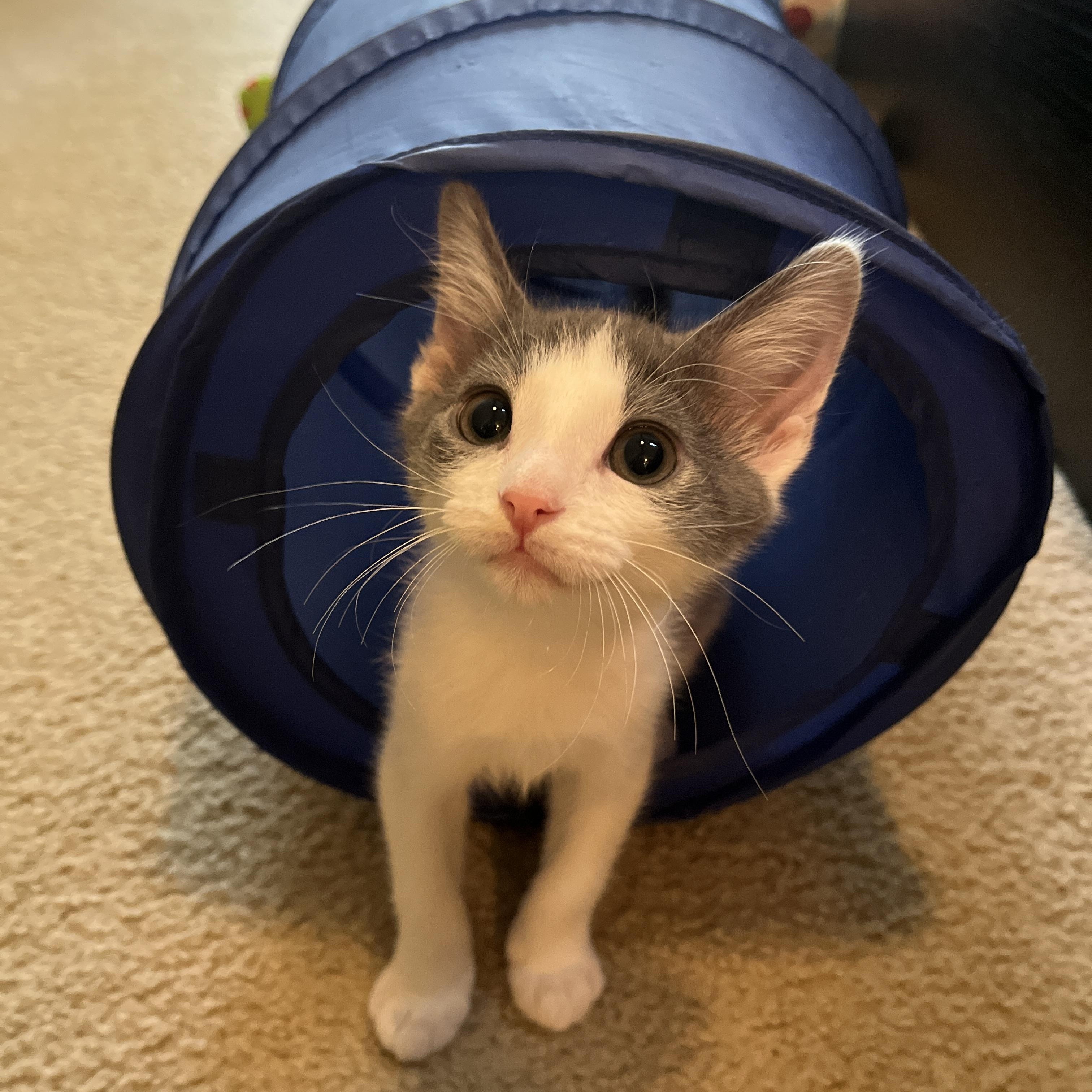 Enlarge Tommy, a ADOPTABLE Domestic Short Hair in Columbus, OH image 4/5