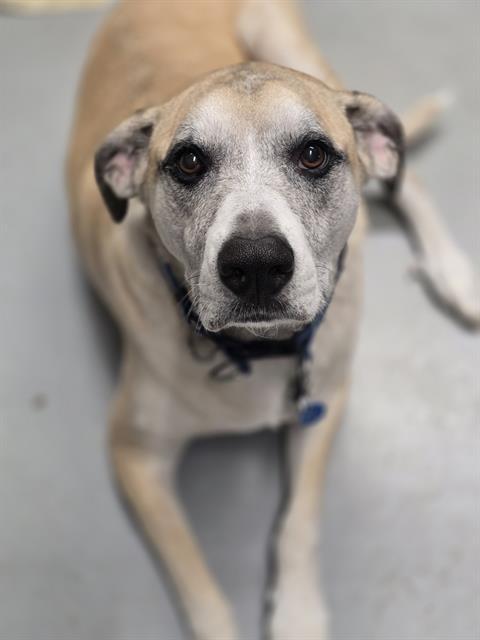 Enlarge SAM, a Adoptable Anatolian Shepherd in Centerville, MA image 1/1