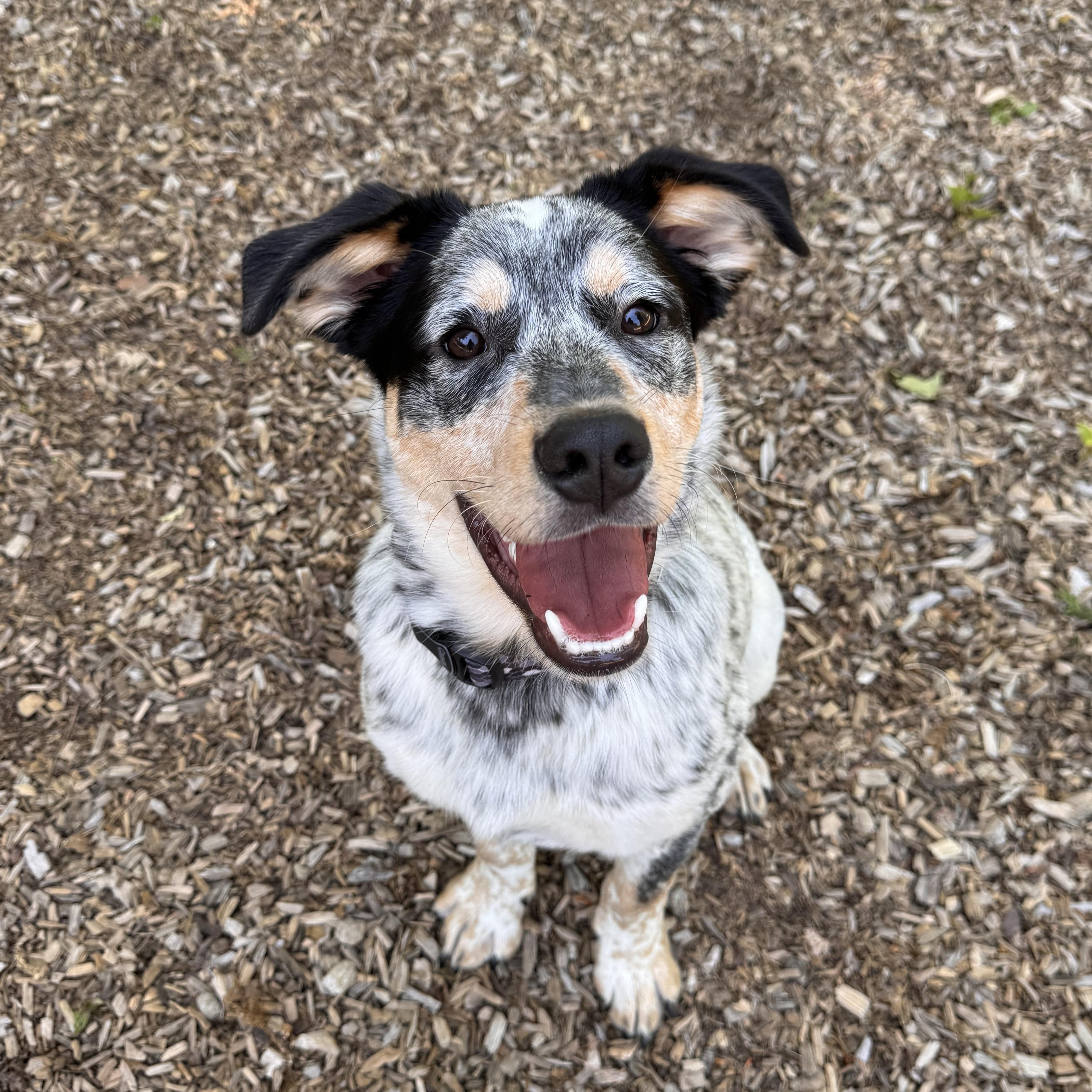 Enlarge Sherlock, an adopted mixed breed in Sudbury, MA image 1/4