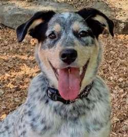 Enlarge Sherlock, an adopted mixed breed in Sudbury, MA image 3/4