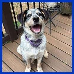 Enlarge Sherlock, an adopted mixed breed in Sudbury, MA image 2/4