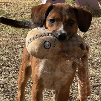 Enlarge Piglet, a ADOPTABLE mixed breed in The Colony, TX image 2/3