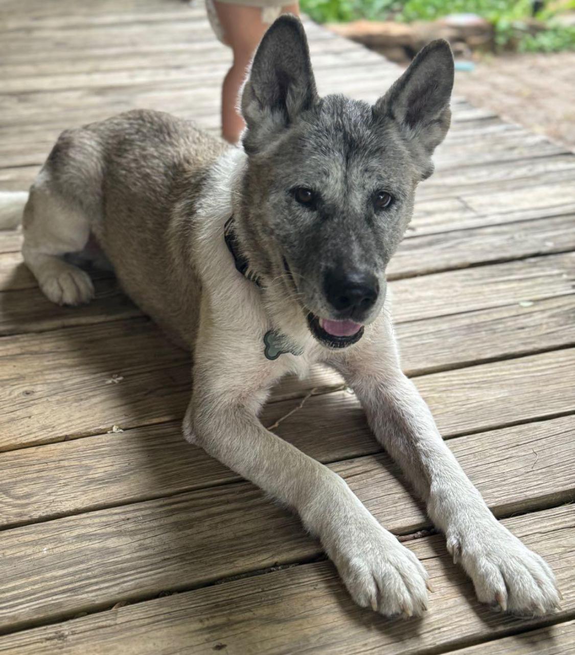 Sarge, Adoptable, Adult Male Norwegian Elkhound.