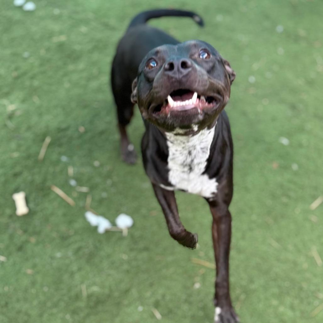 Enlarge Sleepy Hollow, a Adoptable mixed breed in St. Louis, MO image 1/6