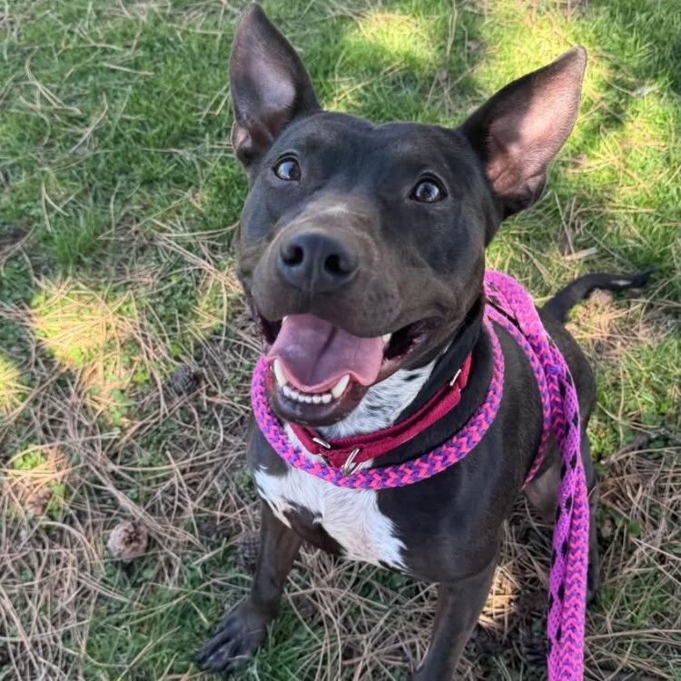 Enlarge Sleepy Hollow, a Adoptable mixed breed in St. Louis, MO image 2/6