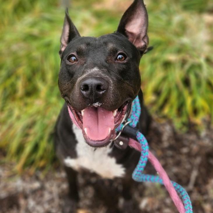 Sleepy Hollow, a Adoptable mixed breed in St. Louis, MO image 2/6