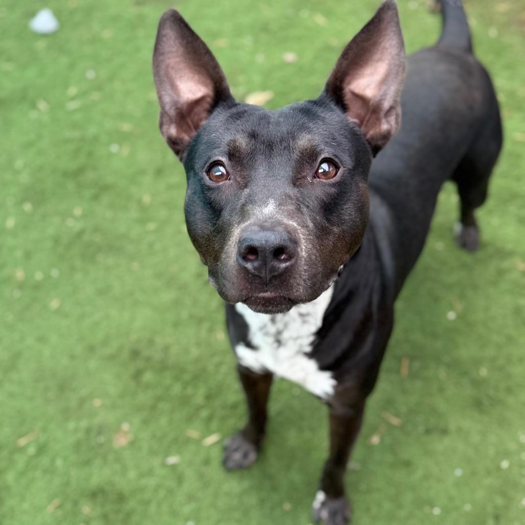 Enlarge Sleepy Hollow, a Adoptable mixed breed in St. Louis, MO image 3/6