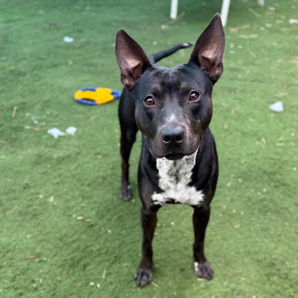 Enlarge Sleepy Hollow, a Adoptable mixed breed in St. Louis, MO image 4/6