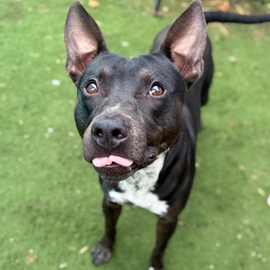 Enlarge Sleepy Hollow, a Adoptable mixed breed in St. Louis, MO image 5/6