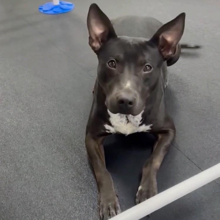 Enlarge Sleepy Hollow, a Adoptable mixed breed in St. Louis, MO image 6/6