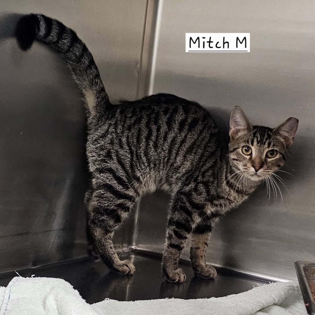 Mitch, Adoptable, Young Male Domestic Short Hair.