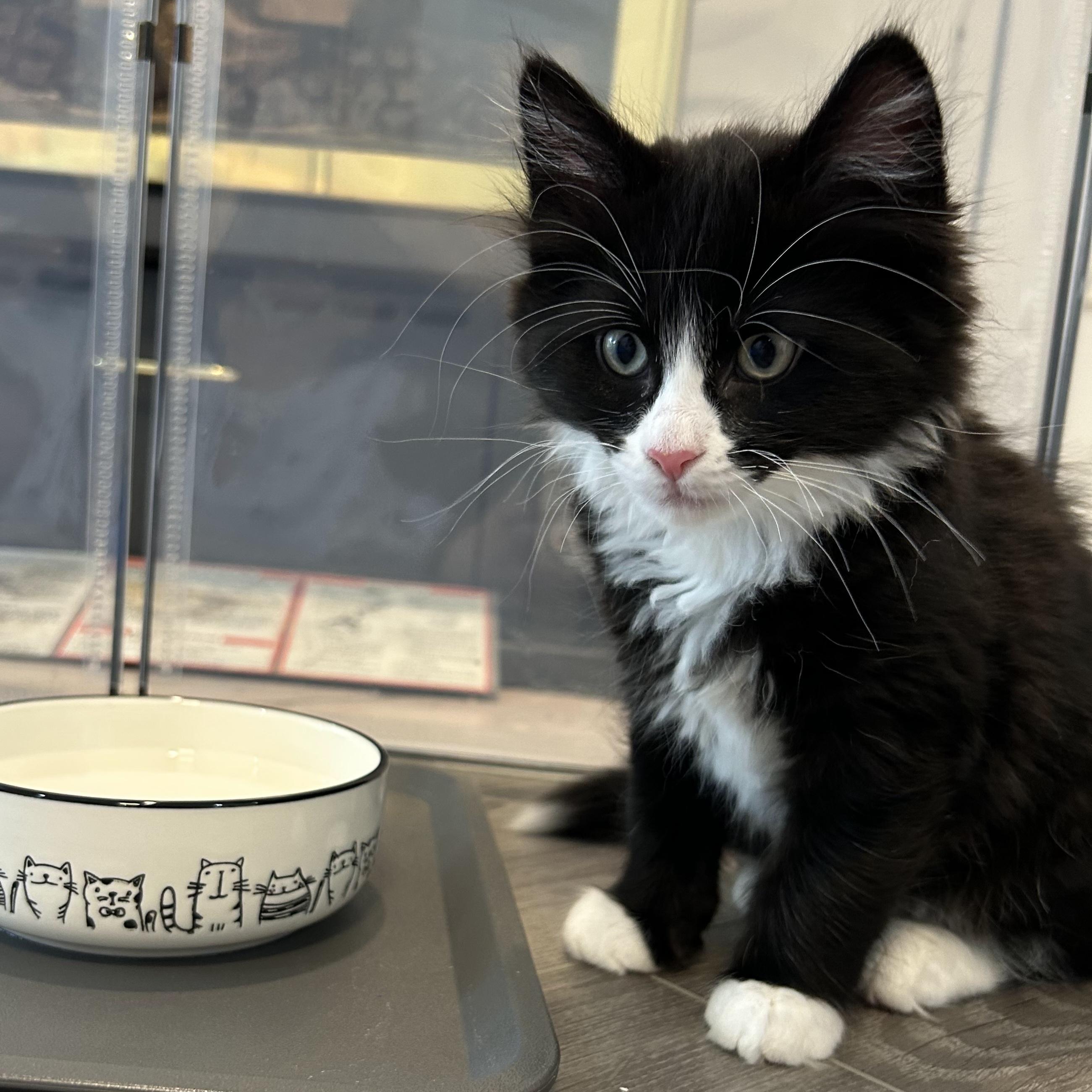 Willow, a Adoptable Domestic Short Hair in Kamloops, BC image 1/6
