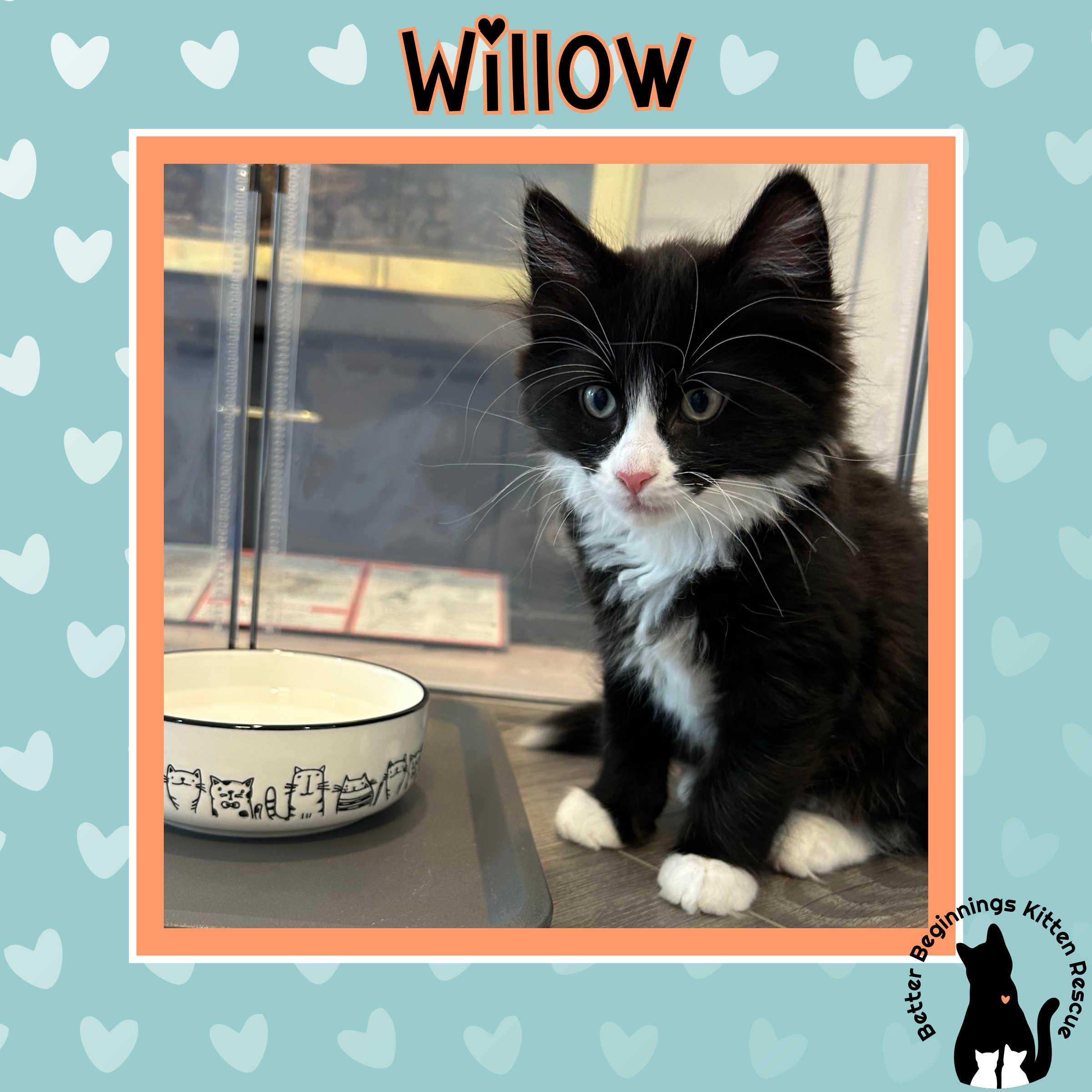 Willow, a Adoptable Domestic Short Hair in Kamloops, BC image 2/6