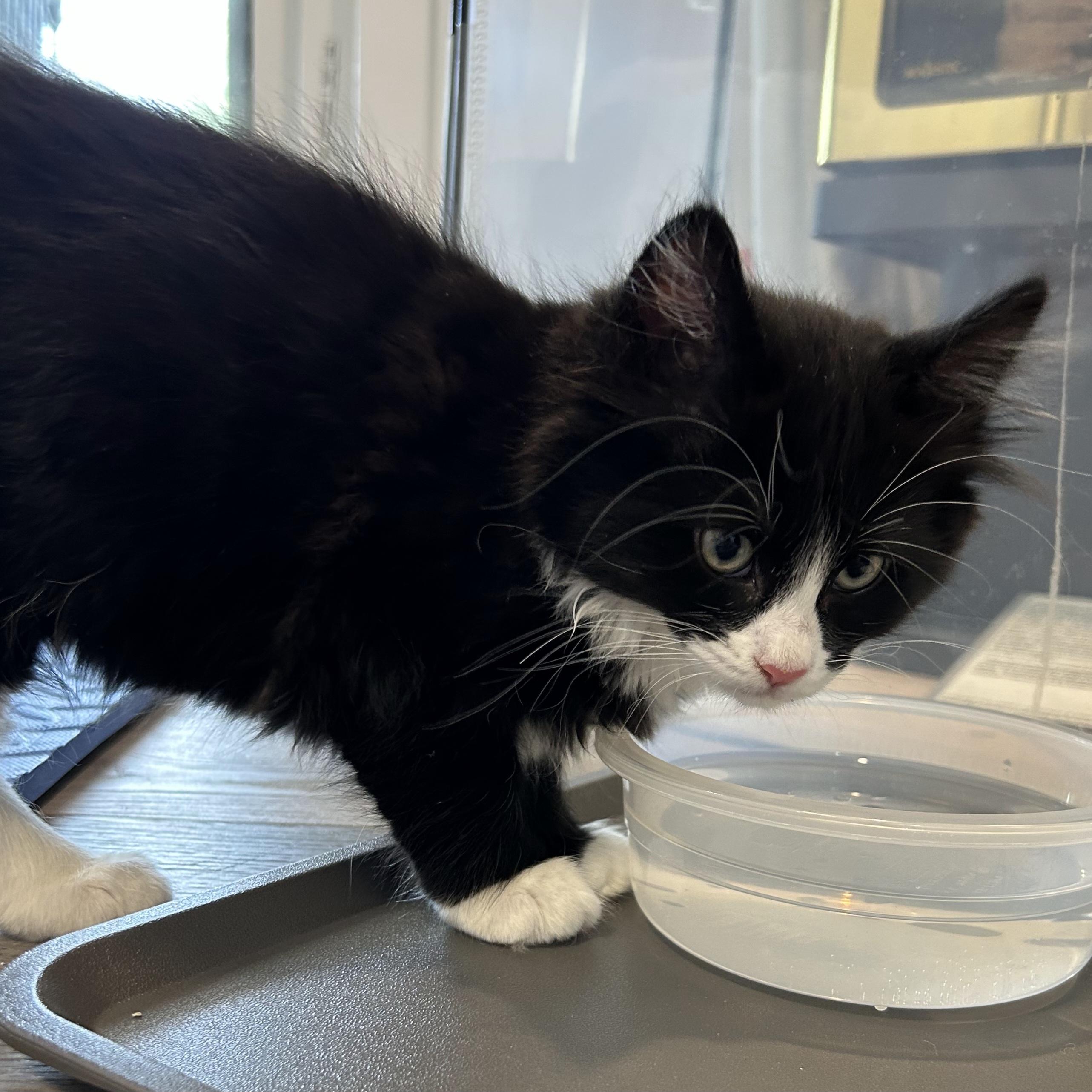 Willow, a Adoptable Domestic Short Hair in Kamloops, BC image 4/6