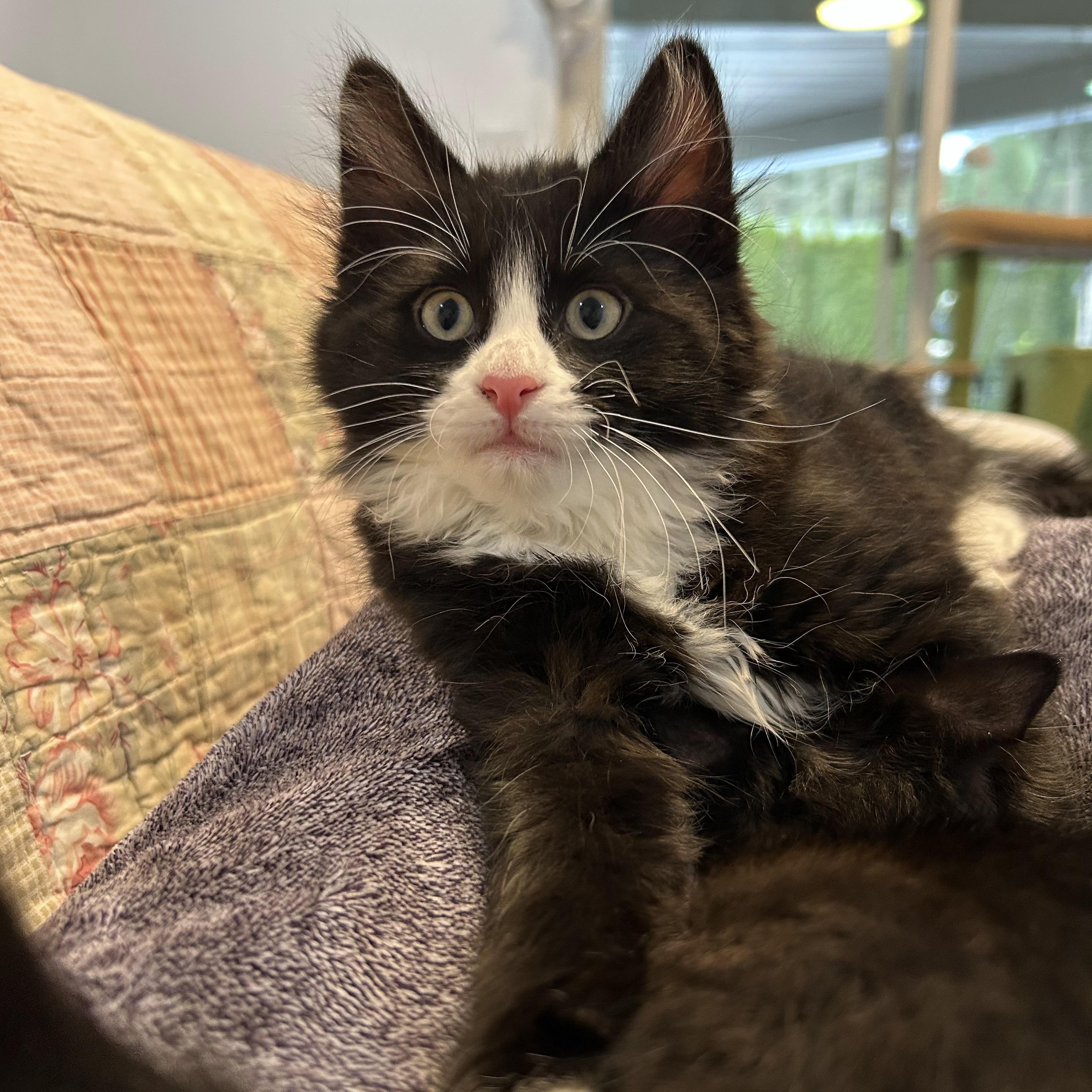 Willow, a Adoptable Domestic Short Hair in Kamloops, BC image 5/6
