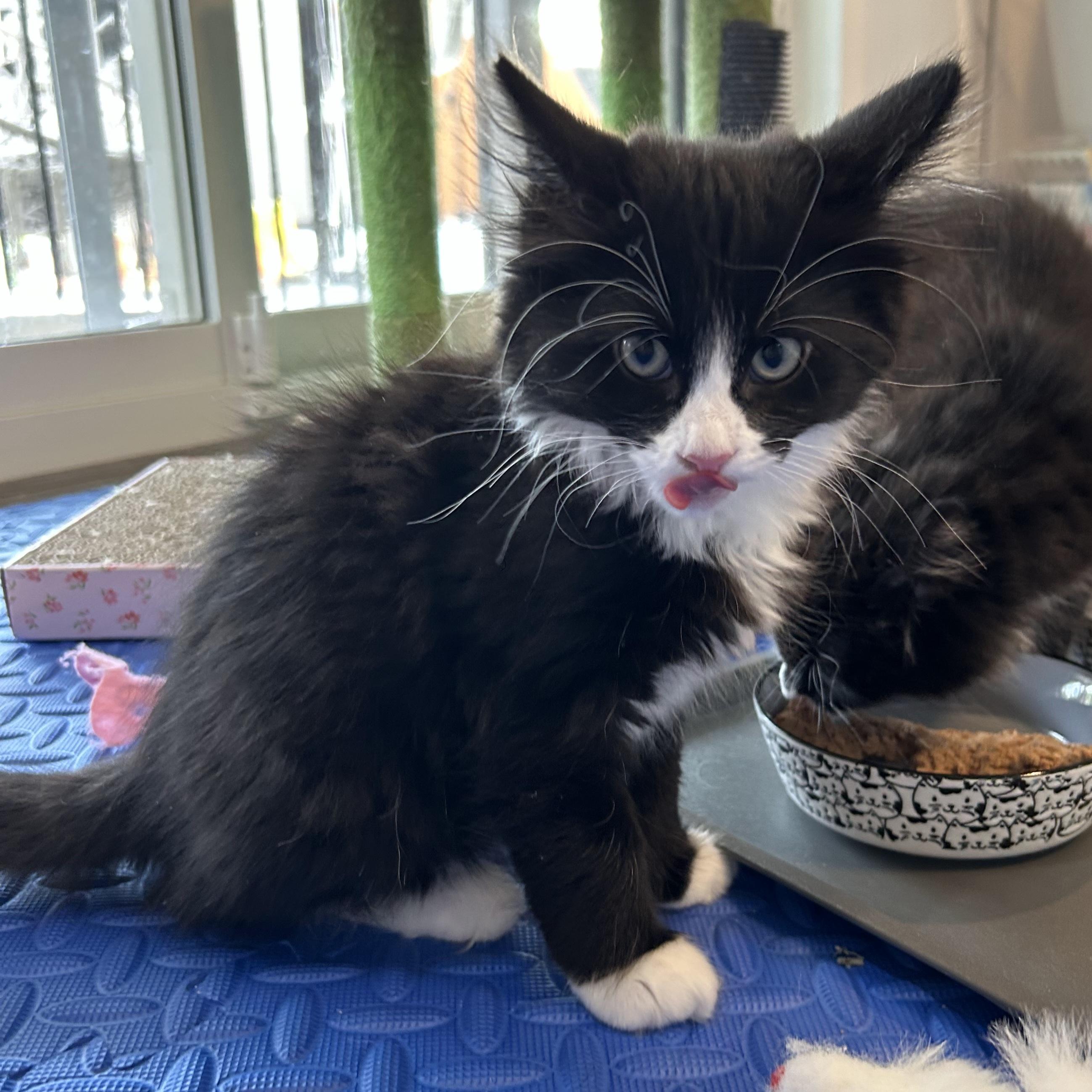 Willow, a Adoptable Domestic Short Hair in Kamloops, BC image 6/6