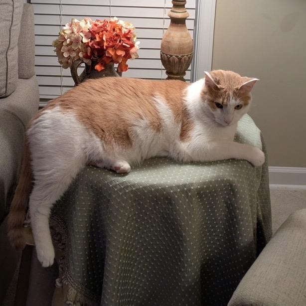 Kelce, Adoptable, Adult Male Domestic Short Hair.