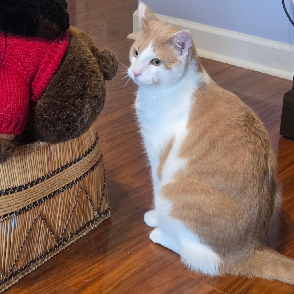 Kelce, a Adoptable Domestic Short Hair in Mocksville, NC image 2/6