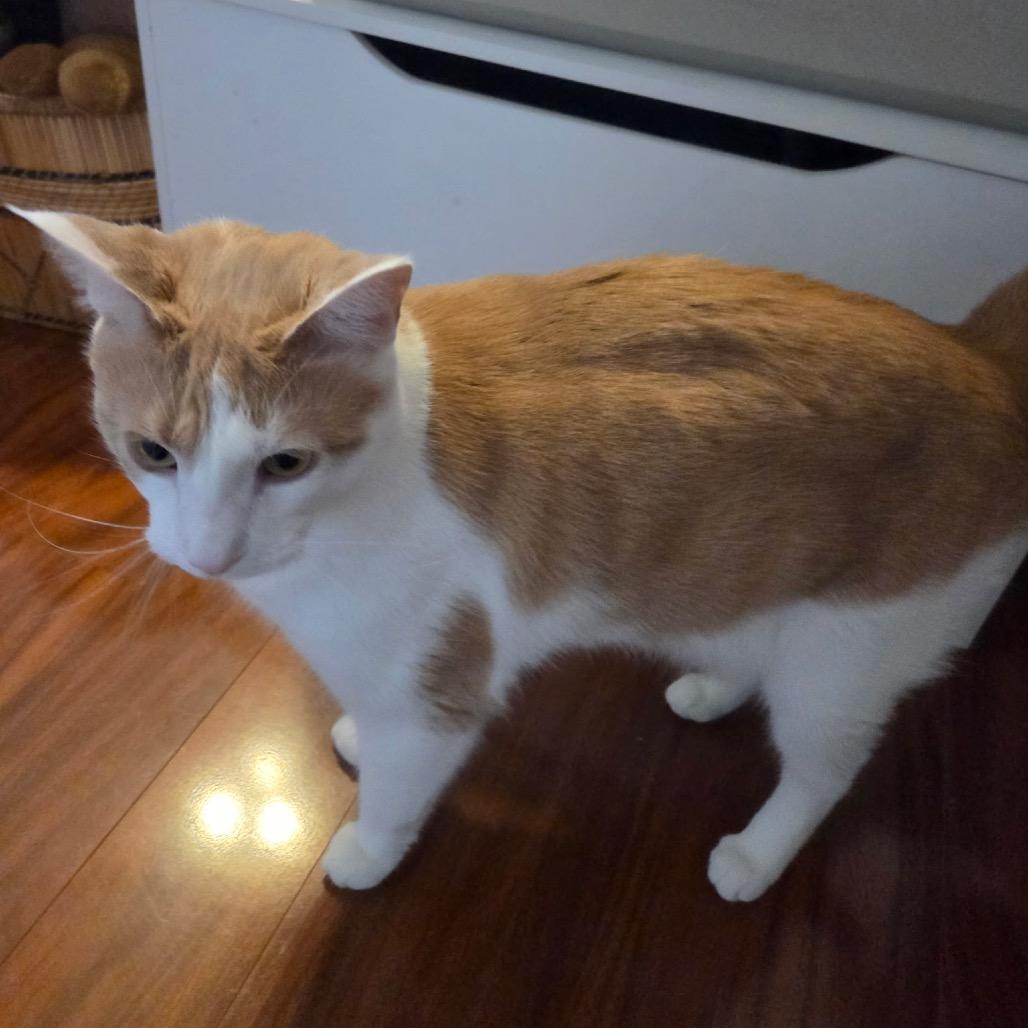 Kelce, a Adoptable Domestic Short Hair in Mocksville, NC image 4/6