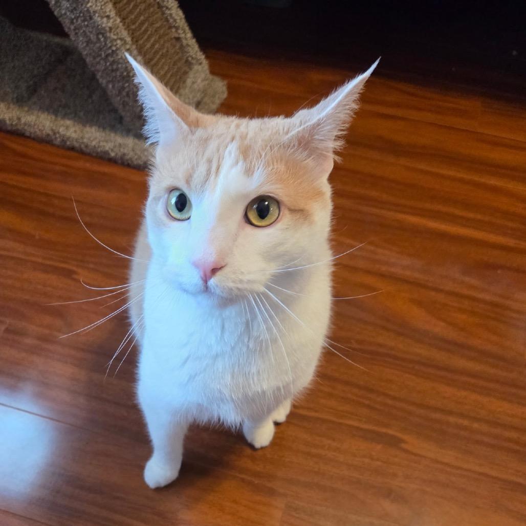 Kelce, a Adoptable Domestic Short Hair in Mocksville, NC image 5/6
