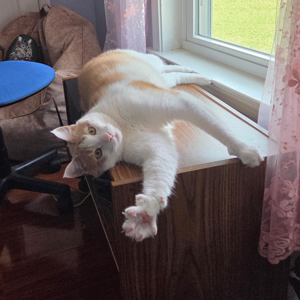 Kelce, a Adoptable Domestic Short Hair in Mocksville, NC image 6/6