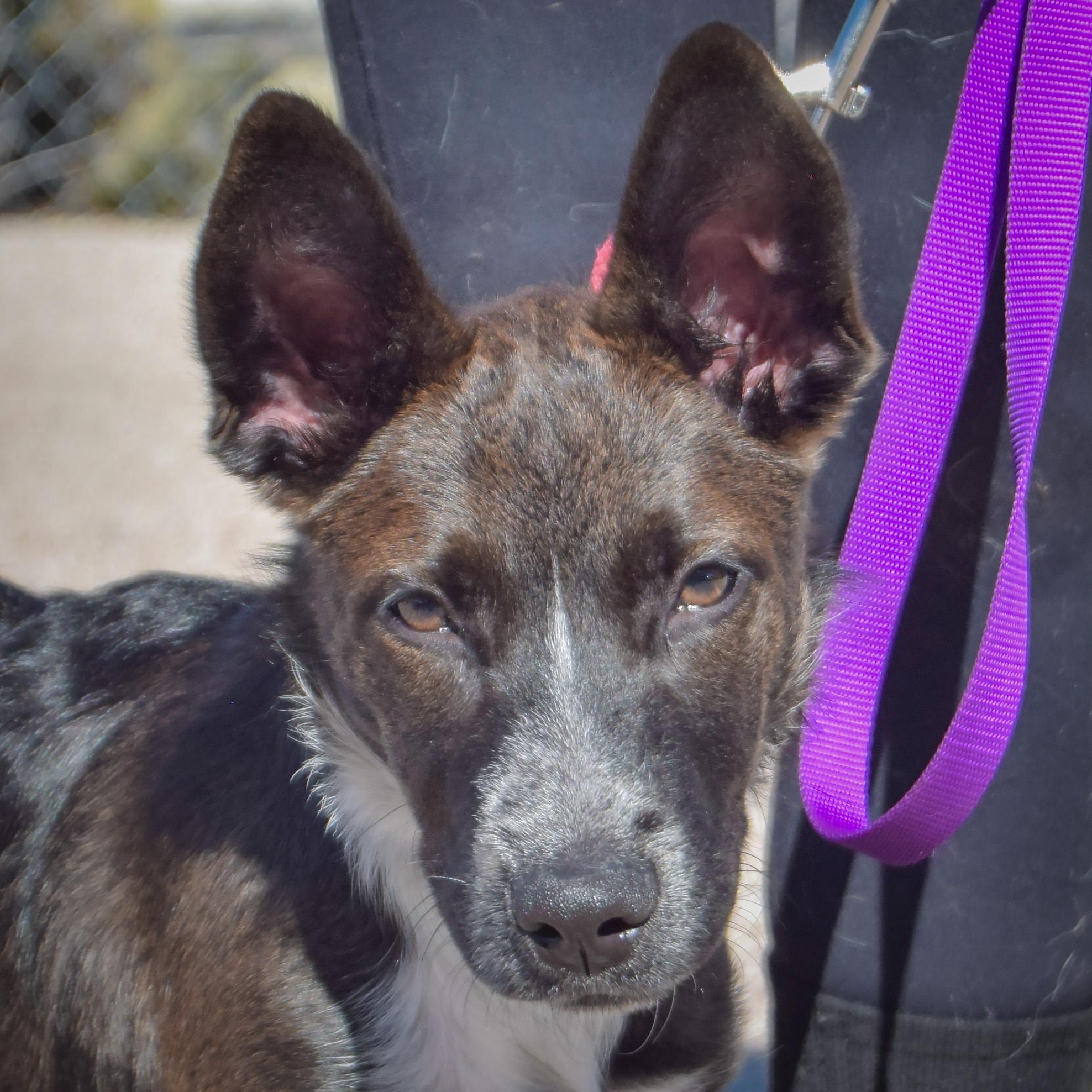Enlarge Mochi, a Adoptable mixed breed in Huntley, IL image 1/3