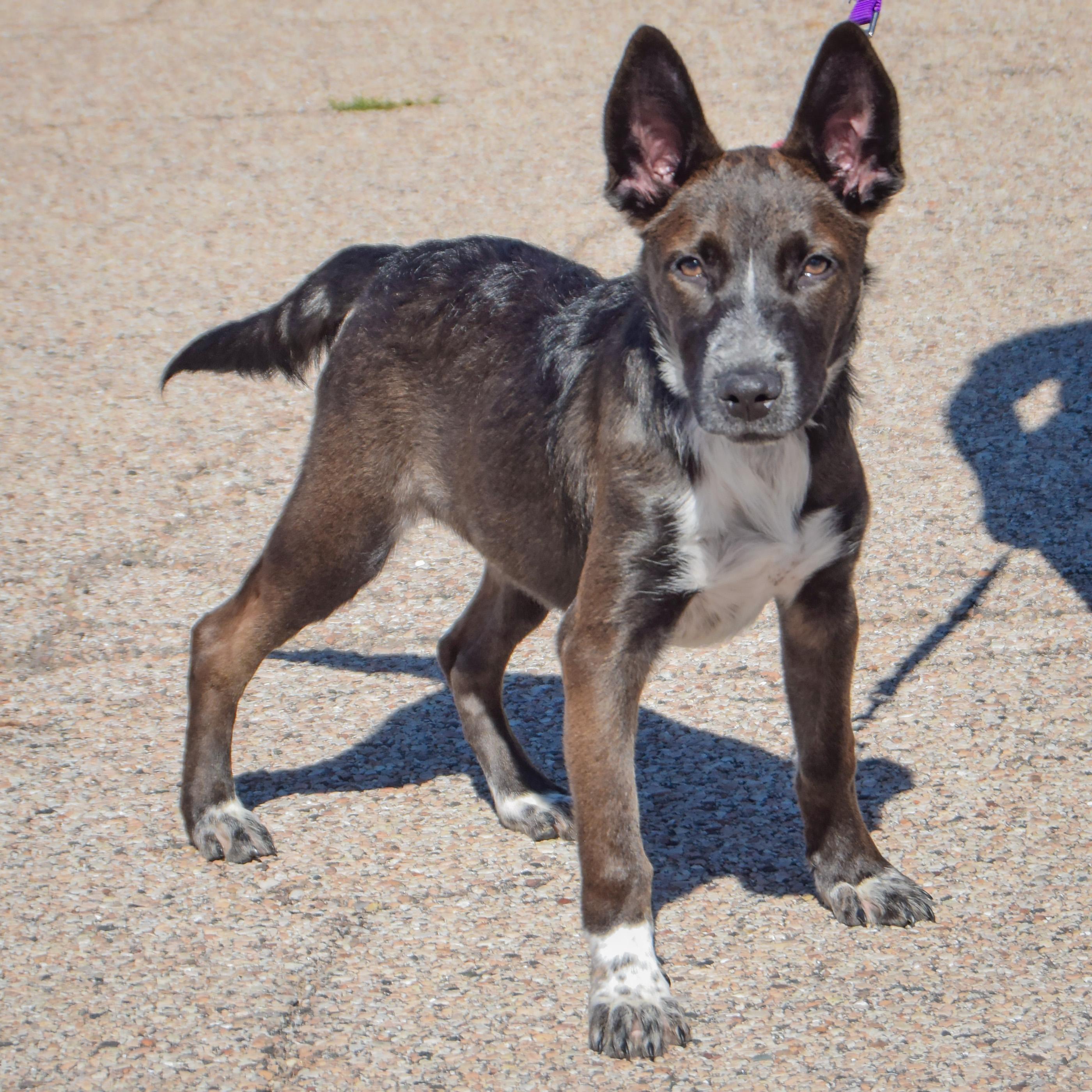 Enlarge Mochi, a Adoptable mixed breed in Huntley, IL image 3/3